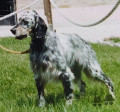 Setter Anglais EGON BUZAHAZI Setter Anglais EGON BUZAHAZI